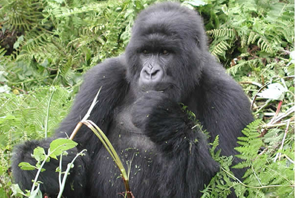 Discounted Gorilla tracking Permits